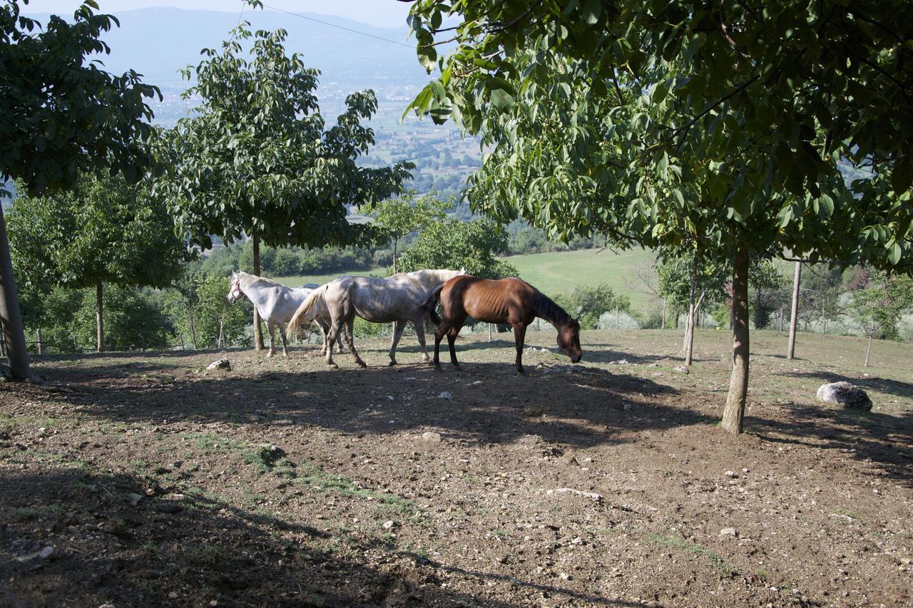 Fattoria Alvaneta Padula Luaran gambar